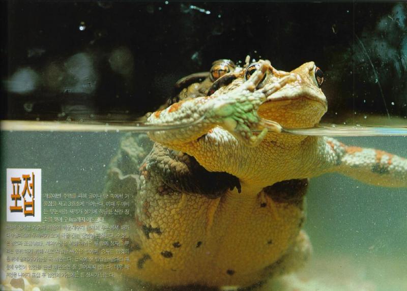 Korean Amphibian: Common Toad J03 - mating pair in water; DISPLAY FULL IMAGE.