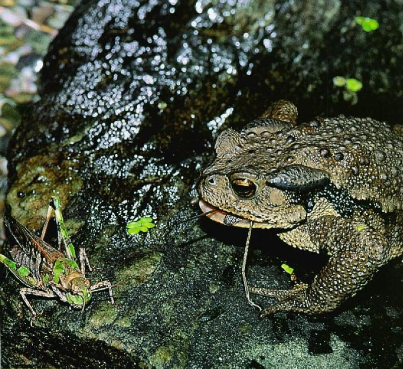 Korean Amphibian: Common Toad J05 - hunting a grasshopper; DISPLAY FULL IMAGE.