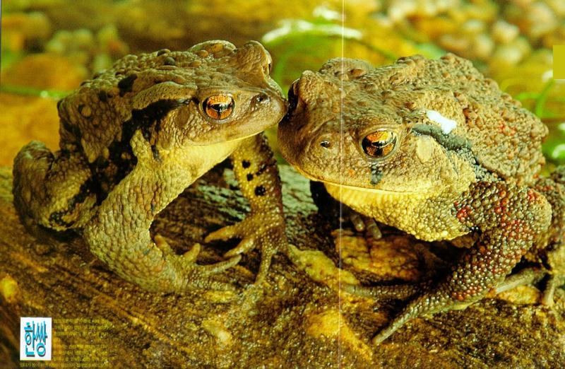 Korean Amphibian: Common Toad J06 - friendly pair on rock; DISPLAY FULL IMAGE.