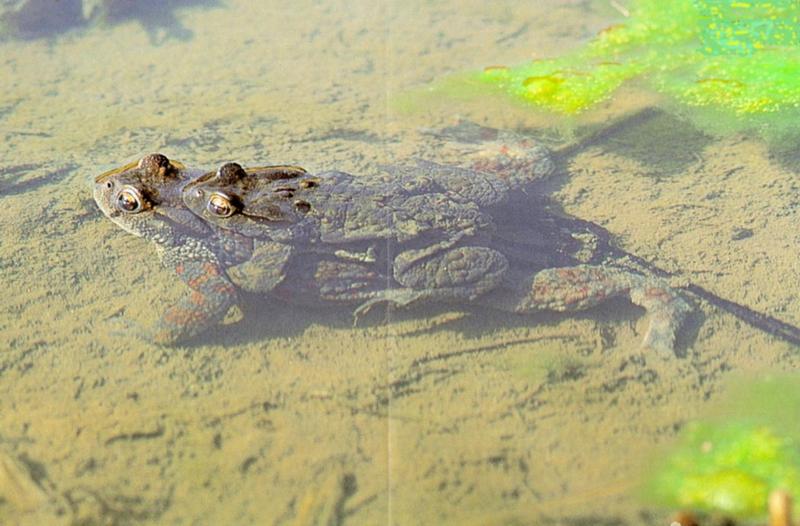 Korean Amphibian: Common Toad J07 - mating pair - in swamp; DISPLAY FULL IMAGE.