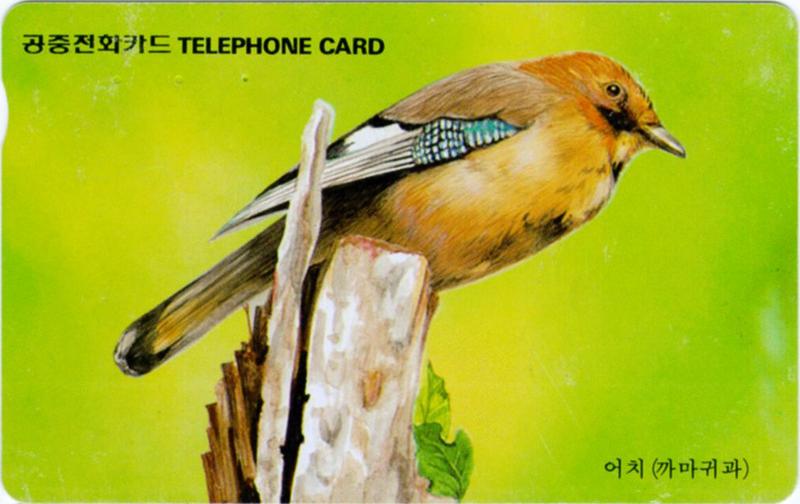 Korean Bird: Eurasian Common Jay J01-Perching on broken tree top -- Eurasian jay (Garrulus glandarius) {!--어치/산까치-->; DISPLAY FULL IMAGE.