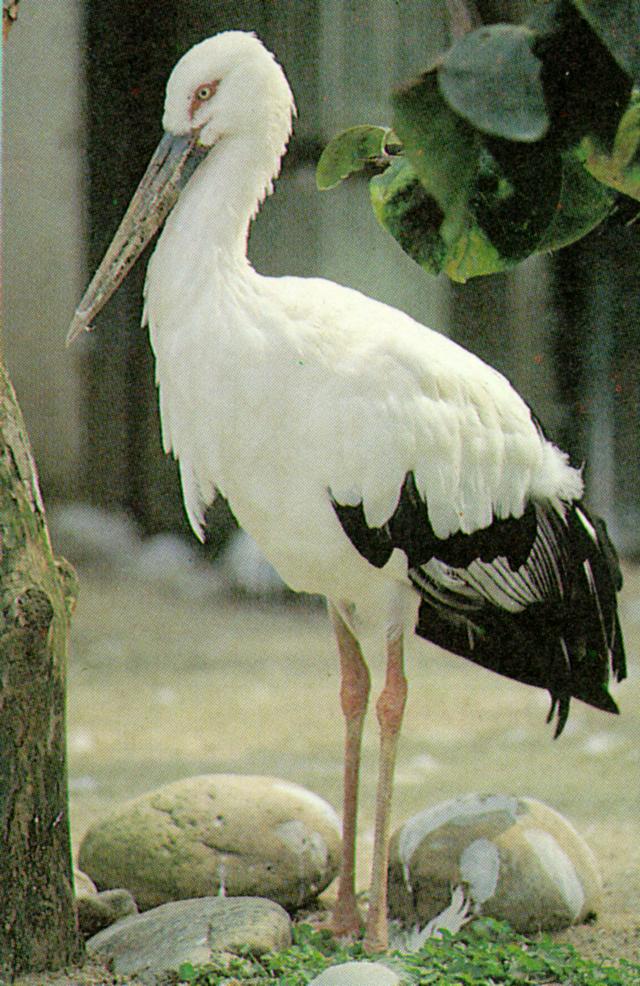 Korean Bird - Oriental White Stork J03 - In zoo (Ciconia ciconia boyciana); Image ONLY