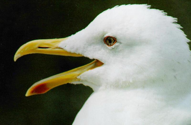 Korean Bird: Black-tailed Gull J01 - Face Closeup; DISPLAY FULL IMAGE.