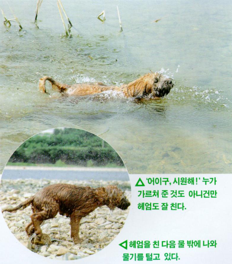 Korean Dog - Sapsari J03 - Swimming; DISPLAY FULL IMAGE.