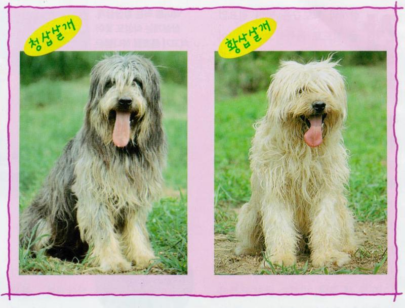 Korean Dog - Sapsari J04 - Comparison of blue breed and golden breed; DISPLAY FULL IMAGE.