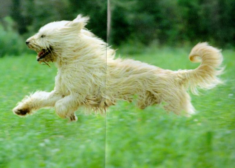 Korean Dog - Sapsari J07 - Golden Breed Running; DISPLAY FULL IMAGE.