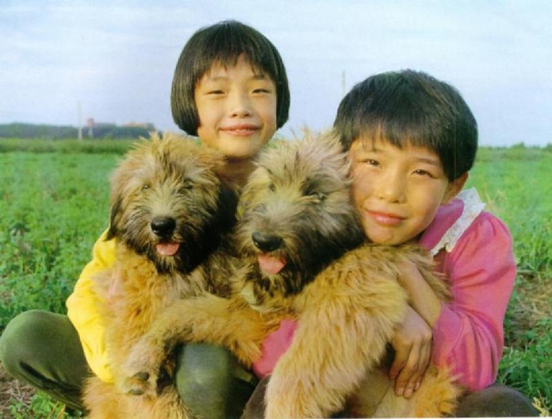 Korean Dog - Sapsari J08 - Golden Breed Puppies; DISPLAY FULL IMAGE.