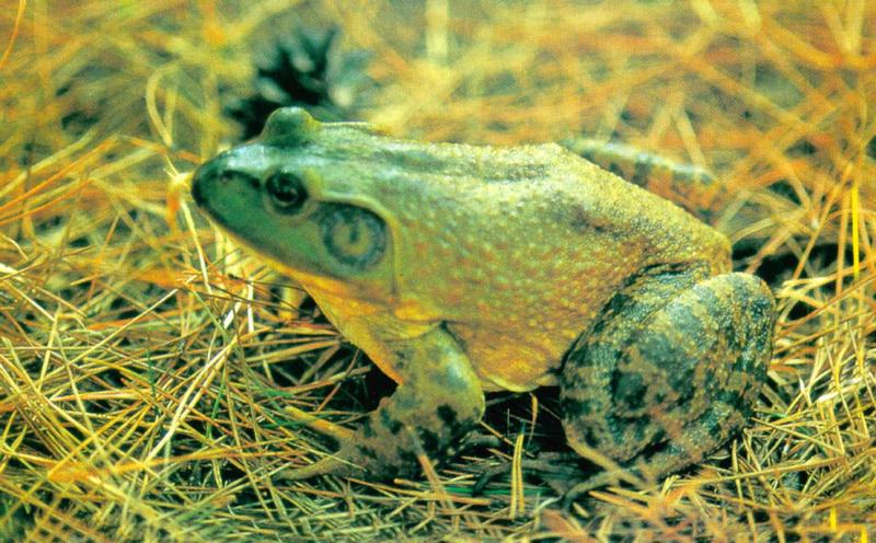 Korean Fauna: Bullfrog J01 - On grass; DISPLAY FULL IMAGE.
