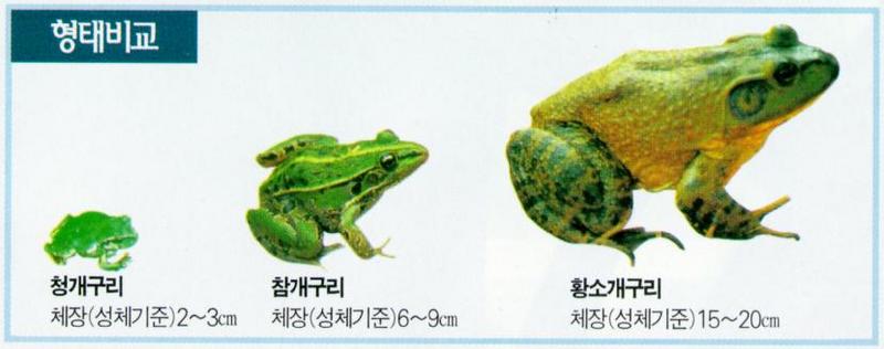 Korean Fauna: Bullfrog J02 - Comarison with Black-spotted Frog_treefrog; DISPLAY FULL IMAGE.