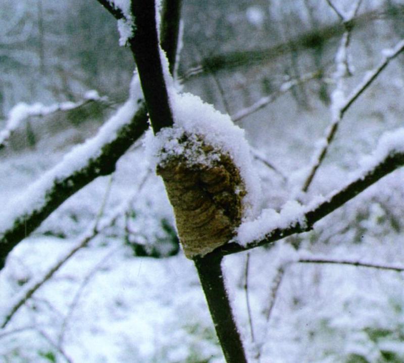 Korean Insect: Mantis J01-Egg pouch on snow branch; DISPLAY FULL IMAGE.