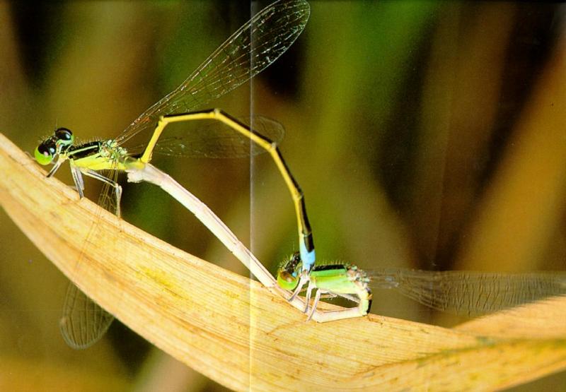 Korean Insect: Asian Damselfly J01 - mating pair {!--아시아실잠자리-->; DISPLAY FULL IMAGE.