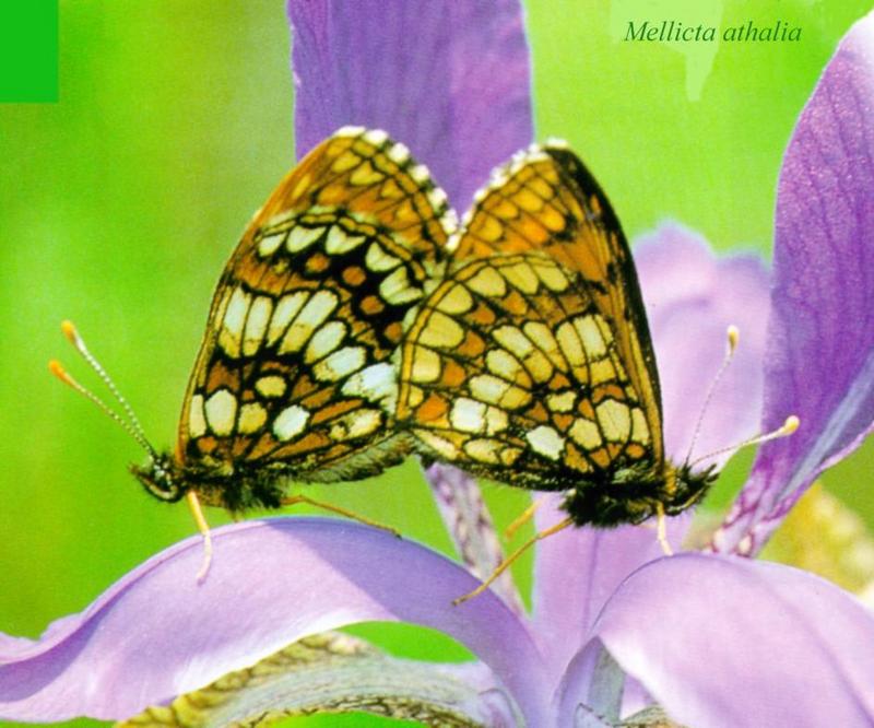 Korean Insect: Heath Fritillary Butterfly J01-mating on flower (어리표범나비); DISPLAY FULL IMAGE.