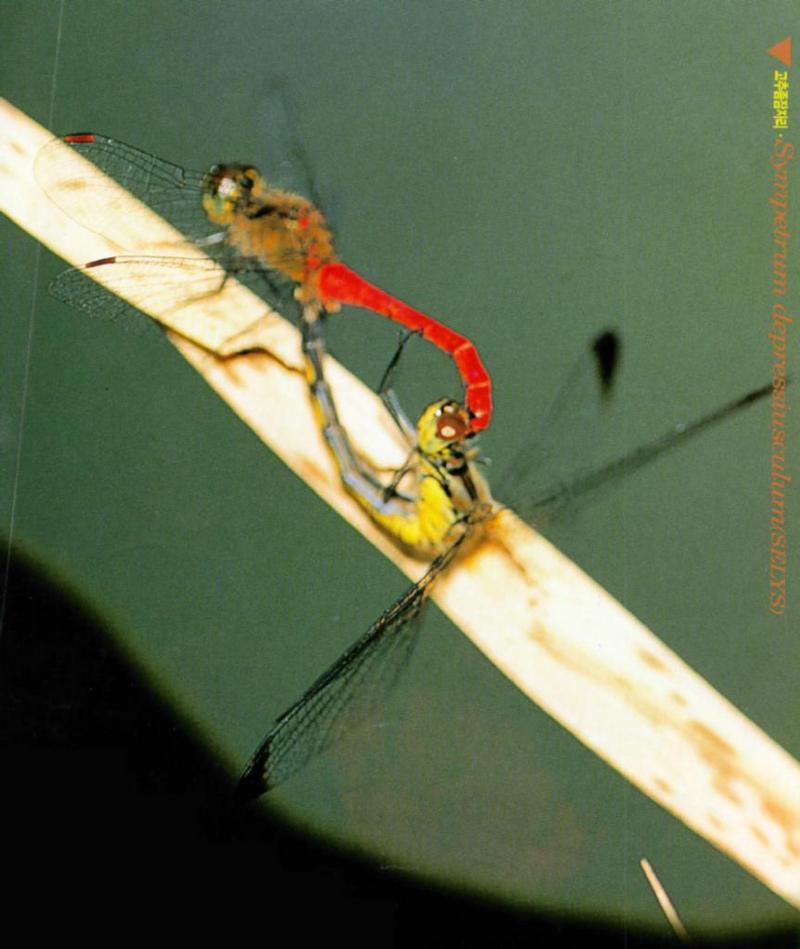 Korean Insect: Eurasian Red Dragonfly J01-mating pair; DISPLAY FULL IMAGE.