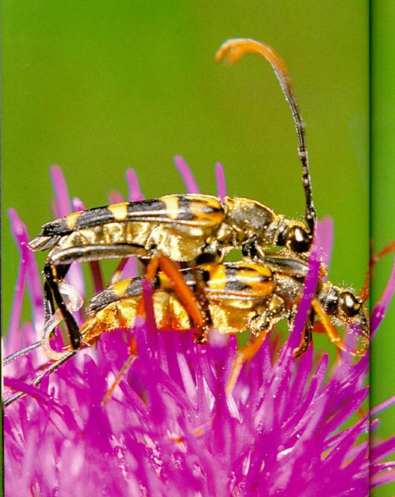 Korean Insect: Four-banded Long-horned Beetle (Leptura ochraceofasciata) - 넉줄꽃하늘소 - mating; DISPLAY FULL IMAGE.