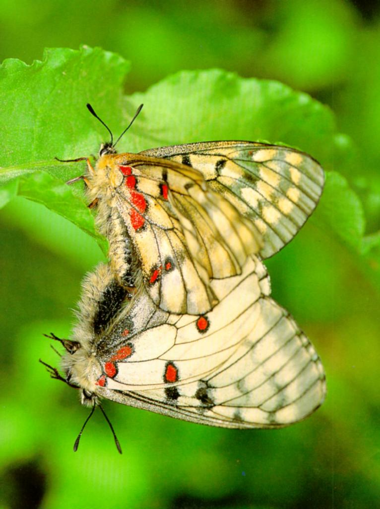 Korean Insect: Red-spotted Apollo Butterfly J01-mating; Image ONLY