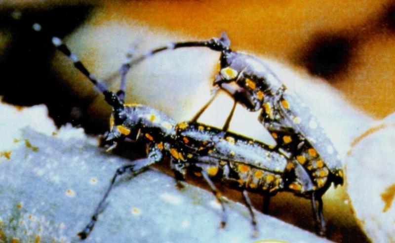 Korean Insect: Yellow-spotted Long-horned Beetle J01 - mating pair - Psacothea hilaris - 울도하늘소; DISPLAY FULL IMAGE.