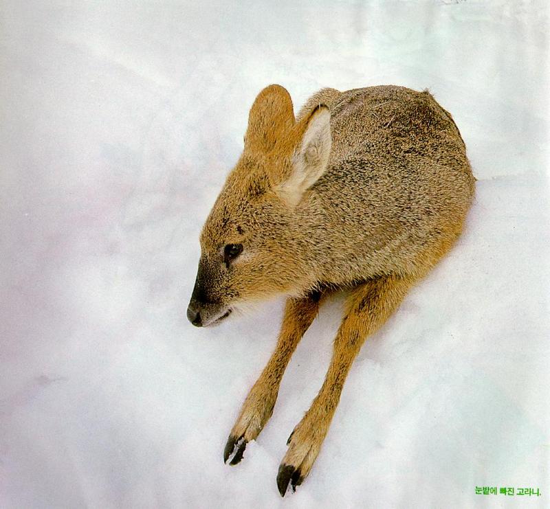 Korean Mammal: Chinese Water Deer J01 - Helpless in snow (고라니); DISPLAY FULL IMAGE.