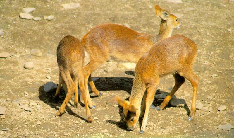 Korean Mammal: Chinese Water Deer J02 - herd foraging on ground; DISPLAY FULL IMAGE.