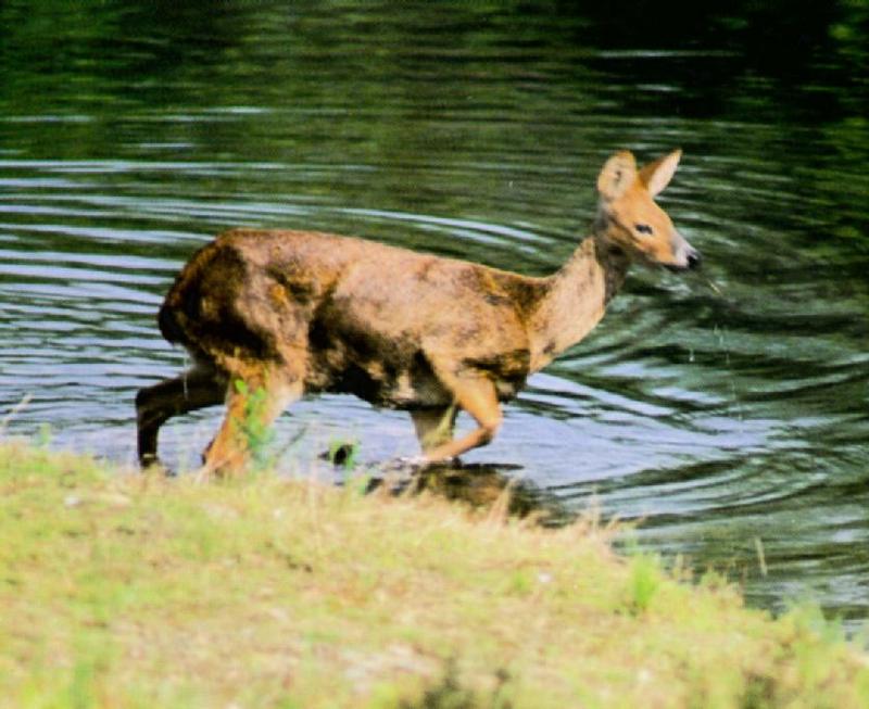 Korean Mammal: Chinese Water Deer J07 - in water side; DISPLAY FULL IMAGE.