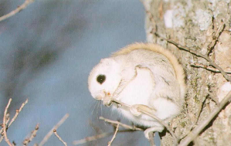 Korean Flying squirrel (J01) - 하늘다람쥐 - Pteromys volans; DISPLAY FULL IMAGE.