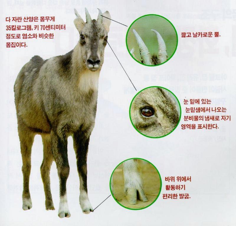 Korean Mammal - Manchurian Goral J03 {!--산양-->; DISPLAY FULL IMAGE.