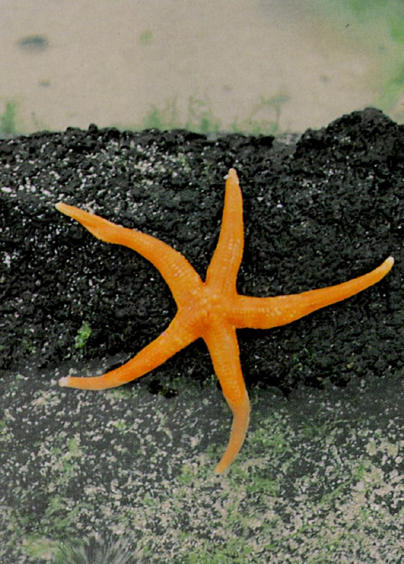 Korean Red Sea Starfish J01 - Crawls on rock; DISPLAY FULL IMAGE.