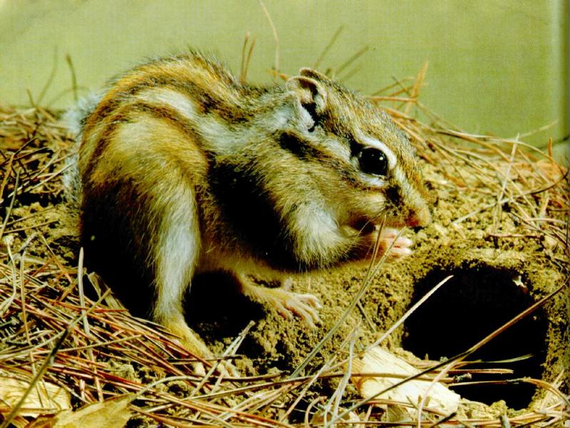 Korean Rodent - Siberian Chipmunk J02 - in_front_of_den; DISPLAY FULL IMAGE.