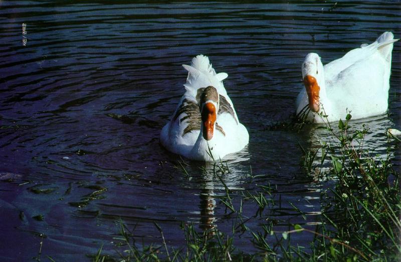Korean Water Fowl - Swan Geese J01-Pair on water.jpg [1/1]; DISPLAY FULL IMAGE.