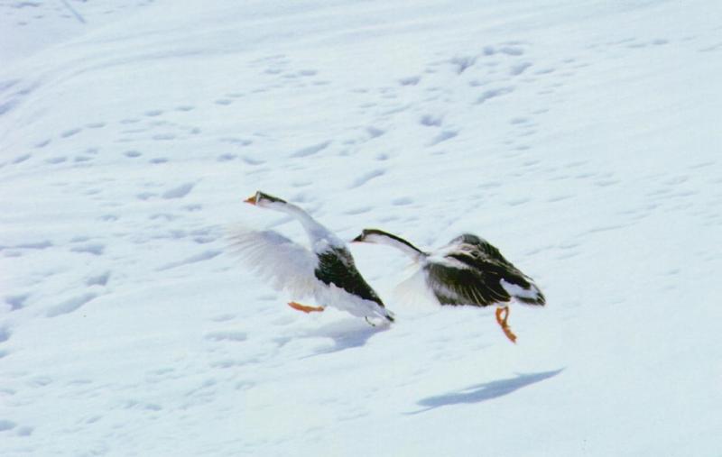 Korean Water Fowl-Swan Geese J03-Pair run away on snow; DISPLAY FULL IMAGE.