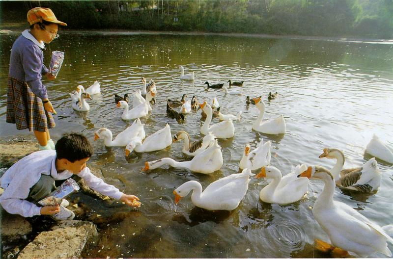 Korean Water Fowl-Swan Goose J05-Flock in pond; DISPLAY FULL IMAGE.