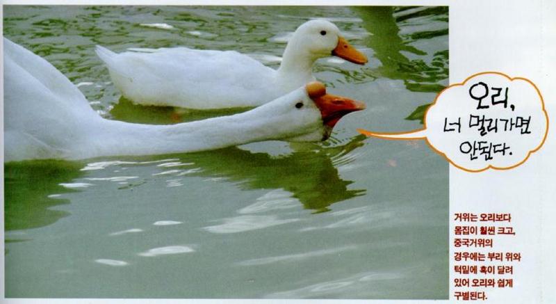 Korean Water Fowl-Chinese Goose J08-with Domestic Duck; DISPLAY FULL IMAGE.