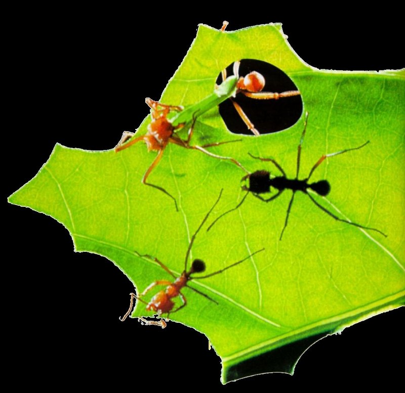 Leaf-cutter Ants J01-working on leaf.jpg [1/1] (가위개미); DISPLAY FULL IMAGE.