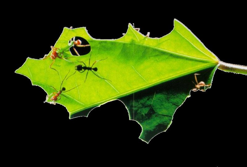 Leaf-cutter Ants J02-working on leaf.jpg [1/1] (가위개미); DISPLAY FULL IMAGE.
