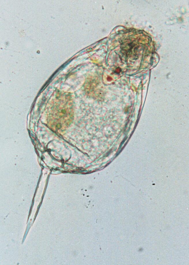 Protozoa - new scans, #7 - 