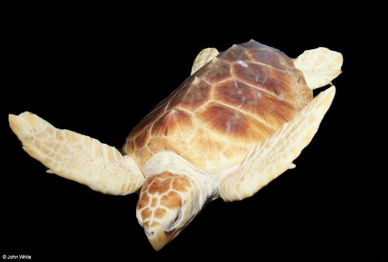Loggerhead Sea Turtle  (Caretta c. caretta) 1; DISPLAY FULL IMAGE.