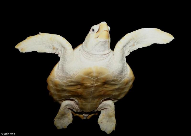 Loggerhead Sea Turtle  (Caretta c. caretta) 2; DISPLAY FULL IMAGE.