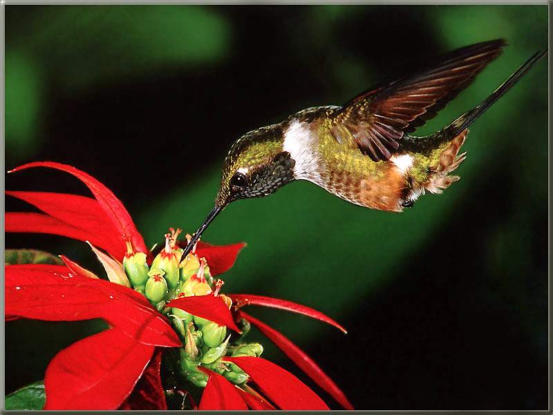 Magenta-throated Woodstar Hummingbird; DISPLAY FULL IMAGE.