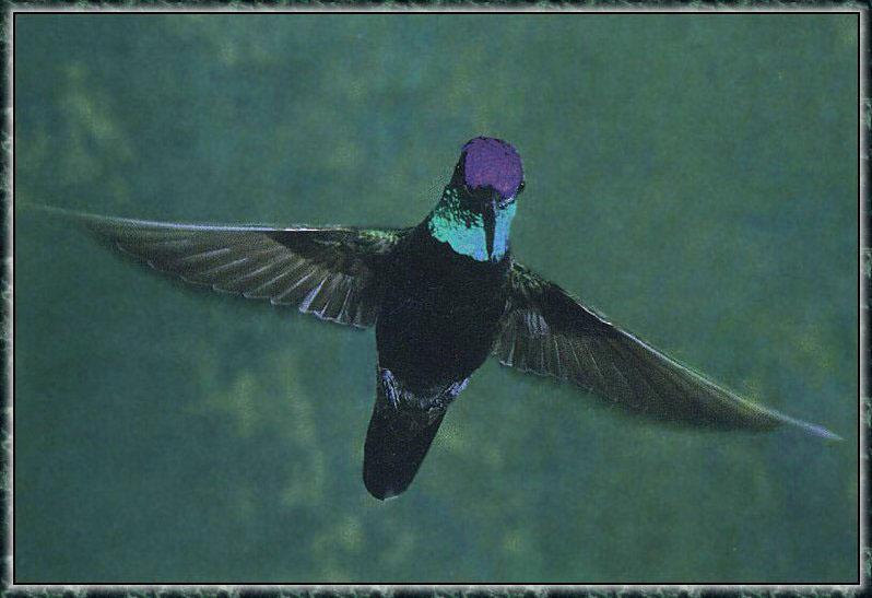 Hummingbird - Magnificant; DISPLAY FULL IMAGE.