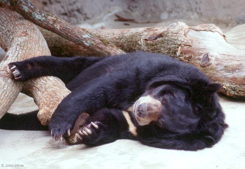 Malayan Sun Bear (Helarctos malayanus malayanus)2; DISPLAY FULL IMAGE.