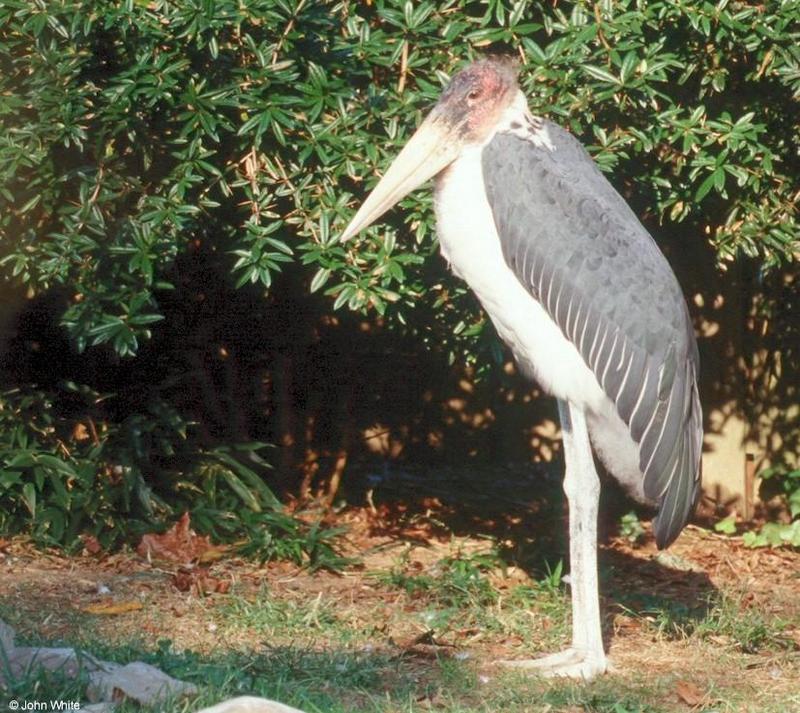 Marabou Stork #2; DISPLAY FULL IMAGE.