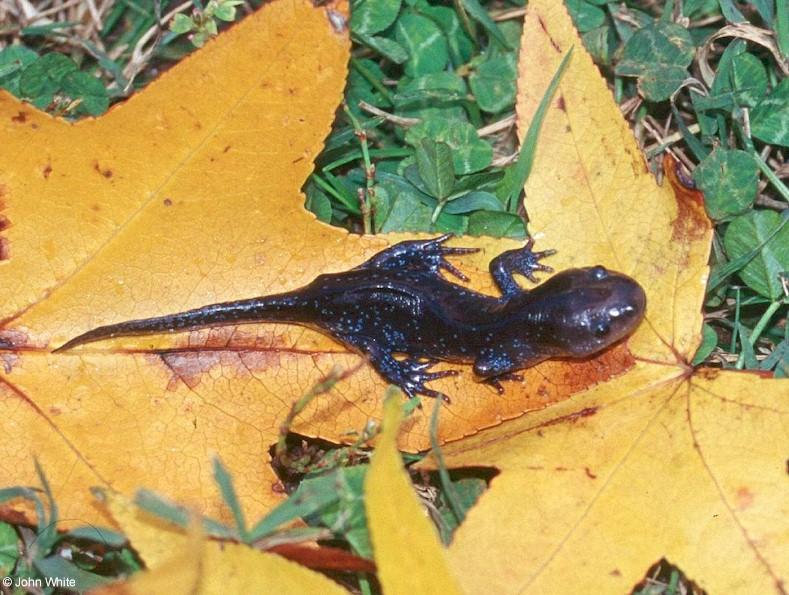 Mole Salamander (Ambystoma talpoideum); DISPLAY FULL IMAGE.