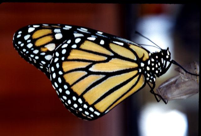 Monarch Butterfly File 2 of 2 - monarch butterfly (Danaus plexippus) - Monarch4.jpg; Image ONLY