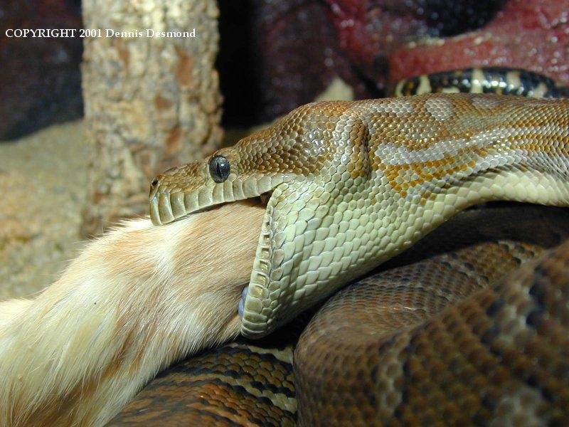 Bredl's python - eating; DISPLAY FULL IMAGE.