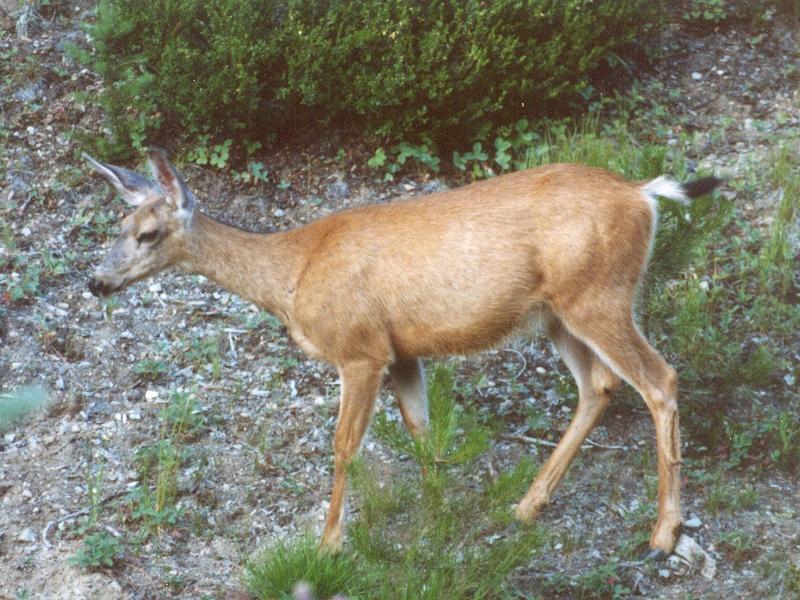 New -- mule deer (Odocoileus hemionus); DISPLAY FULL IMAGE.