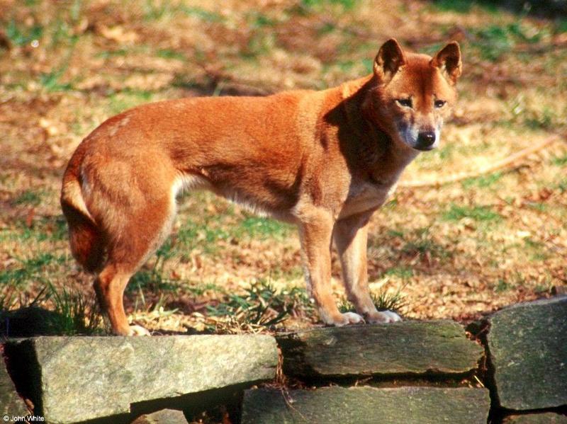 New Guinea Singing Dog  (Canis lupus halstromi)  [2/3] - New Guinea Singing Dog (Canis lupus halstromi)005.jpg (1/1); DISPLAY FULL IMAGE.
