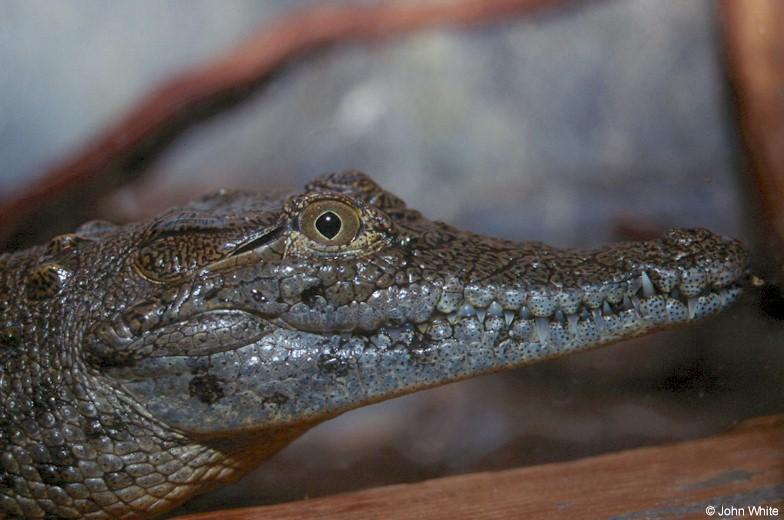 Nile crocodile (Crocodylus niloticus)2; DISPLAY FULL IMAGE.