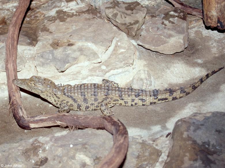 Nile crocodile (Crocodylus niloticus)4; DISPLAY FULL IMAGE.