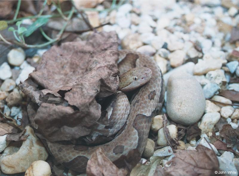 Northern Copperhead; DISPLAY FULL IMAGE.