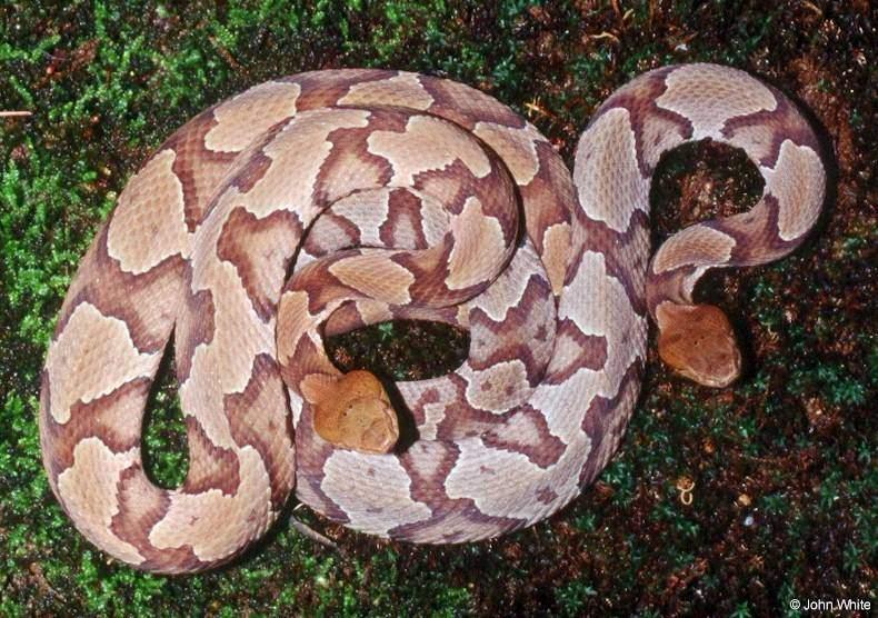 Northern Copperheads; DISPLAY FULL IMAGE.