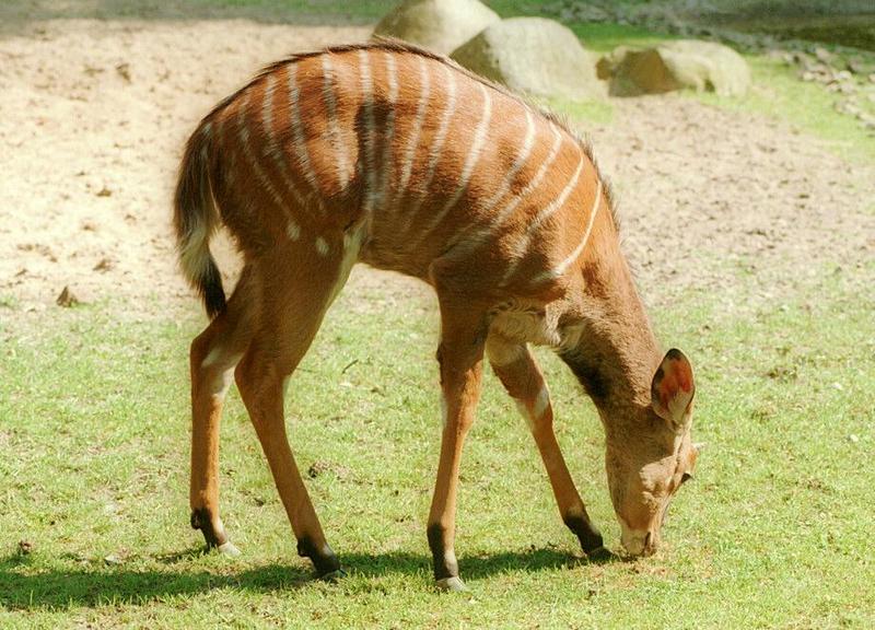 Yet another mean light shot - Nyala kid in Hannover Zoo; DISPLAY FULL IMAGE.